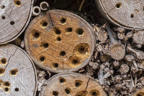 Insect hotel for solitary bees, nest holes, cavities in wood block damaged, hammered open and