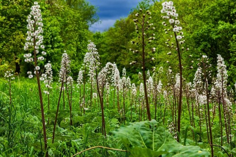 Meadow with butterbur near Röhrsdorf
