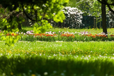 Pillnitz Palace Park in spring