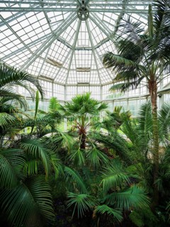 Palm House in Pillnitz Palace Park