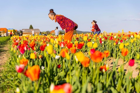 A tulip field near Oberhäslich in the Osterzgebirge, here you can pay with a cash register of your