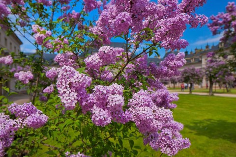 Pillnitz in spring
