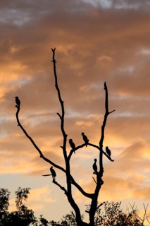 Great cormorant (Phalacrocorax carbo), resting group in a dead tree, mountain depression, at
