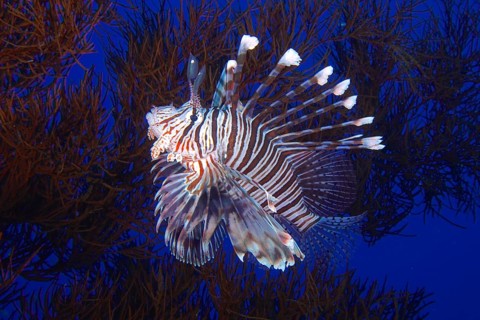 Indian (lionfish Pterois miles) in black wire coral (Antipathes dichotoma), St Johns reef dive