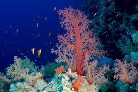 Hemprich's tree coral (Dendronephthya hemprichi), Habili Jaffa dive site, St Johns Reef, Saint