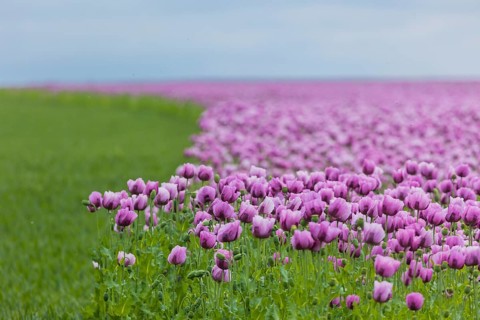 Poppy cultivation in Saxony