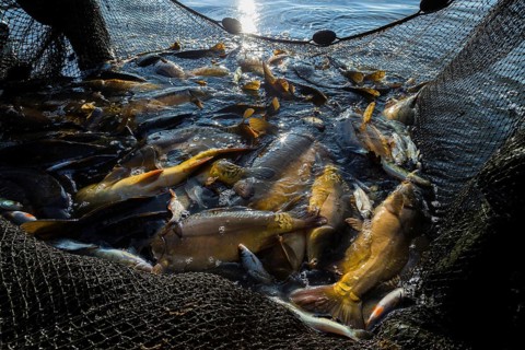 Fishing of the castle pond in Moritzburg