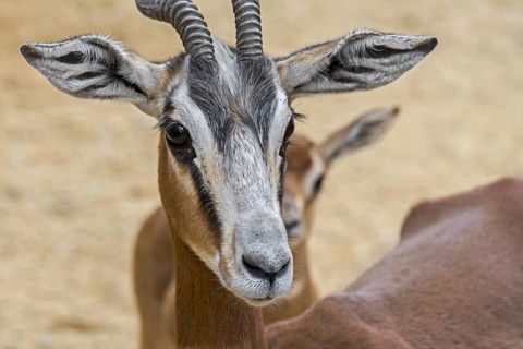 Mhorr gazelle (Nanger dama mhorr) with fawn, extinct in the wild but present in captive breeding