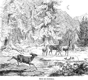Deer with calf, Hubertus hunt, hunting scenes, wild animals, forest, clearing, night, crescent