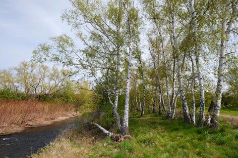 Birch trees by the river Oker in the Oker valley, Vienenburg, Goslar, Harz, Lower Saxony, Germany,