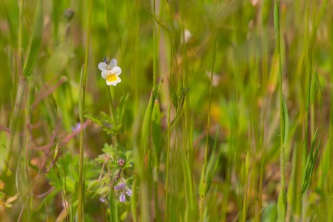 Close-up, heartsease (Viola tricolor), Neustadt am Rübenberge, Germany, Europe