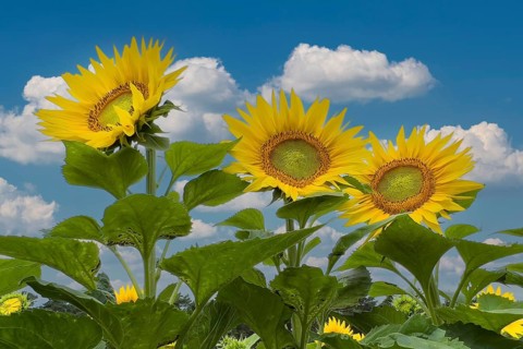 Sunflower (Helianthus annuus) Sunlight, blossom, blue sky with white clouds, summer feeling,