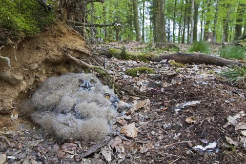 Eurasian eagle-owl (Bubo bubo), European eagle-owl two chicks in nest on the ground at base of