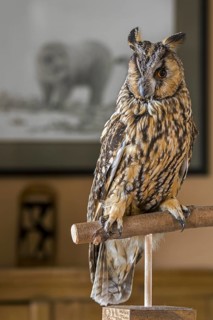 Stuffed long-eared owl (Asio otus) (Strix otus) mounted lifelike on branch in living room at home