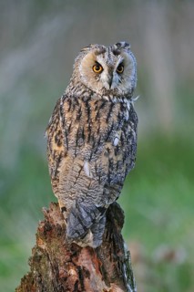 Long-eared owl (Asio otus), long eared owl perched on tree stump at forest's edge looking backward