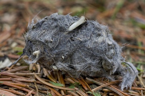 Regurgitated pellet of Long-eared owl (Asio otus) (Strix otus) in forest showing bones and fur of