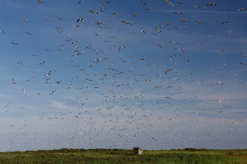 Black-headed Black-headed Gull (Chroicocephalus ridibundus), predation defence, breeding colony in