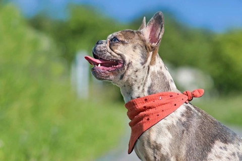 Side view of merle colored French Bulldog dog wearing red neckerchief with tongue sticking out