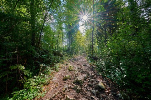 Hiking trail, Forest, Sun, Rock, Summer, Rakov Skocjan valley, Cerknica, Carniola, Slovenia, Europe