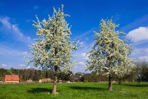 Landscape near Zuschendorf with country castle