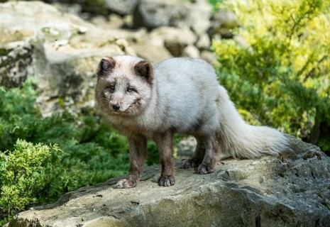 Arctic fox (Vulpes lagopus) or ice fox standing on a rock, Germany, Europe