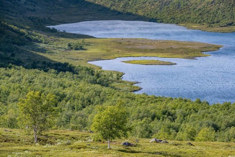 Barren mountain landscape with lake and birch forest, lake Leirungen nedre, Fjell, Oystre Slidre,