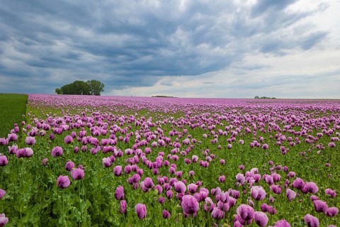 Poppy cultivation in Saxony