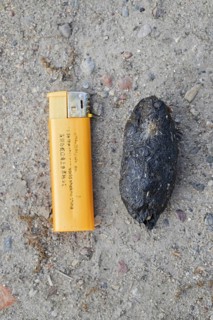 Regurgitated pellet of Eurasian eagle-owl (Bubo bubo), European eagle-owl on the ground with