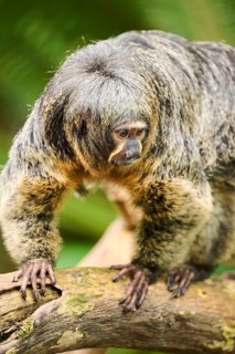 White-faced saki (Pithecia pithecia), female, portrait, captive, Germany, Europe