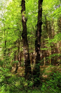 The Tharandt Forest, formerly known as the Grillenburg Forest, is a landscape in the centre of