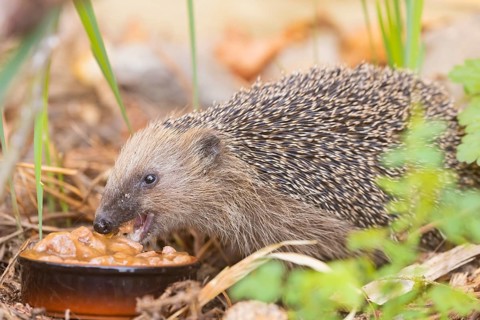 A young hedgehog just woken up from hibernation, having its first meal. Here it was fed with cat