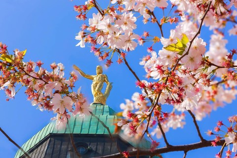 Golden Town Hall Man seen through cherry blossoms at the Gewandhaus