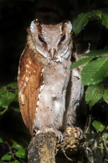 Oriental bay owl (Phodilus badius) couple perched in tree at night, native to Southeast Asia