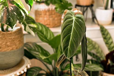 Exotic 'Philodendron Melanochrysum' houseplant with long velvet leaves with other plants in