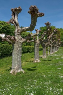 Trimmed plane trees in the city garden of Emmendingen, Baden-Württemberg, Germany, Europe