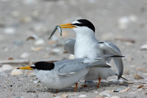 Little Tern (Sternula albifrons), pair during mating ritual, adult birds in courtship display, pair
