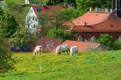 Cows on the pasture in Reinhardtsgrimma