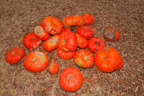 Pumpkins (Cucurbita) (Cucurbitaceae) are a genus of plants in the gourds . Five species are