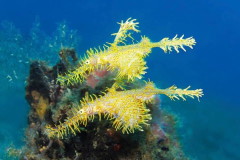 Pair, two, ornate ghost pipefish (Solenostomus paradoxus) yellow, whimsical, bizarre, Great Barrier