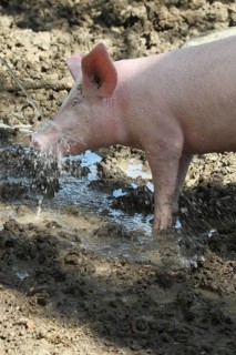 Free-range domestic pig enjoying the water jet, Allgäu, Bavaria, Germany, Europe
