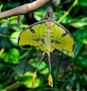 Freshly hatched comet moth (Argema mittrei), species peacock moth, occurrence endemic to Madagascar