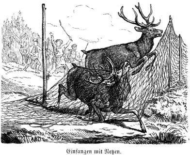 Caught with Nets, Deer, Hubertus Hunting and Hunting Scenes, Wild Animals, Antlers, Driver, Noise,