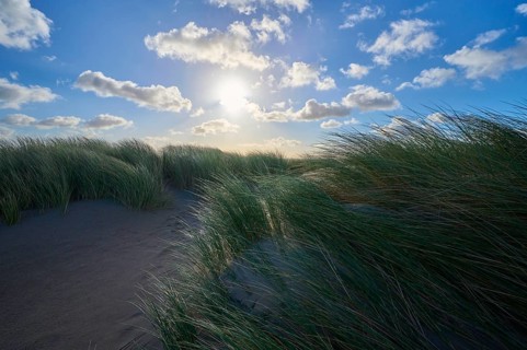 Sand dune, dune grass, wind, sun, clouds, morning, Zandvoort, North Sea, North Holland, Netherlands