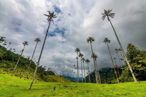 Wax palms largest palms in the world, Cocora valley, Unesco site coffee cultural landscape,