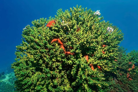 Black sun coral (Tubastrea micranthus) closed polyps, with jewel perch or vermillion seabass