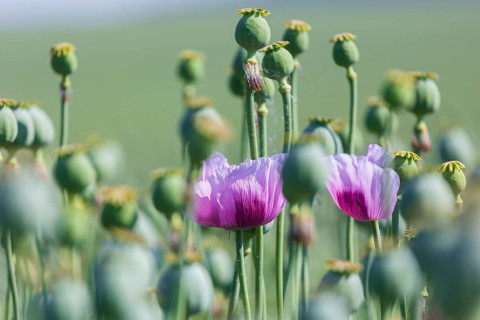 Poppy cultivation in Saxony