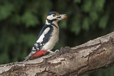 Great spotted woodpecker (Dendrocopos major), greater spotted woodpecker male perched on branch