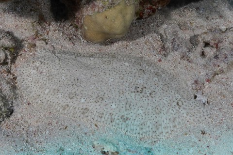 Well camouflaged finless sole (Pardachirus marmoratus) in the sand. Dive site Marsa Shona Reef,