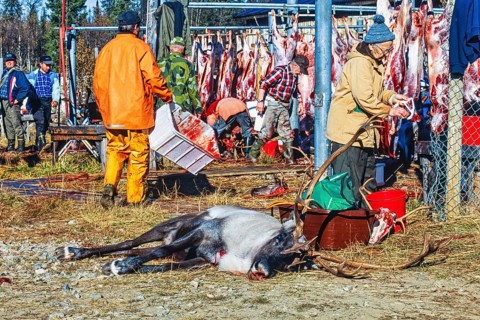 Dead reindeer at an outdoor slaughter place in northern Sweden at autumn, Kvikkjokk, Lapland,