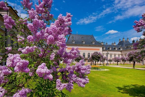 Pillnitz in spring